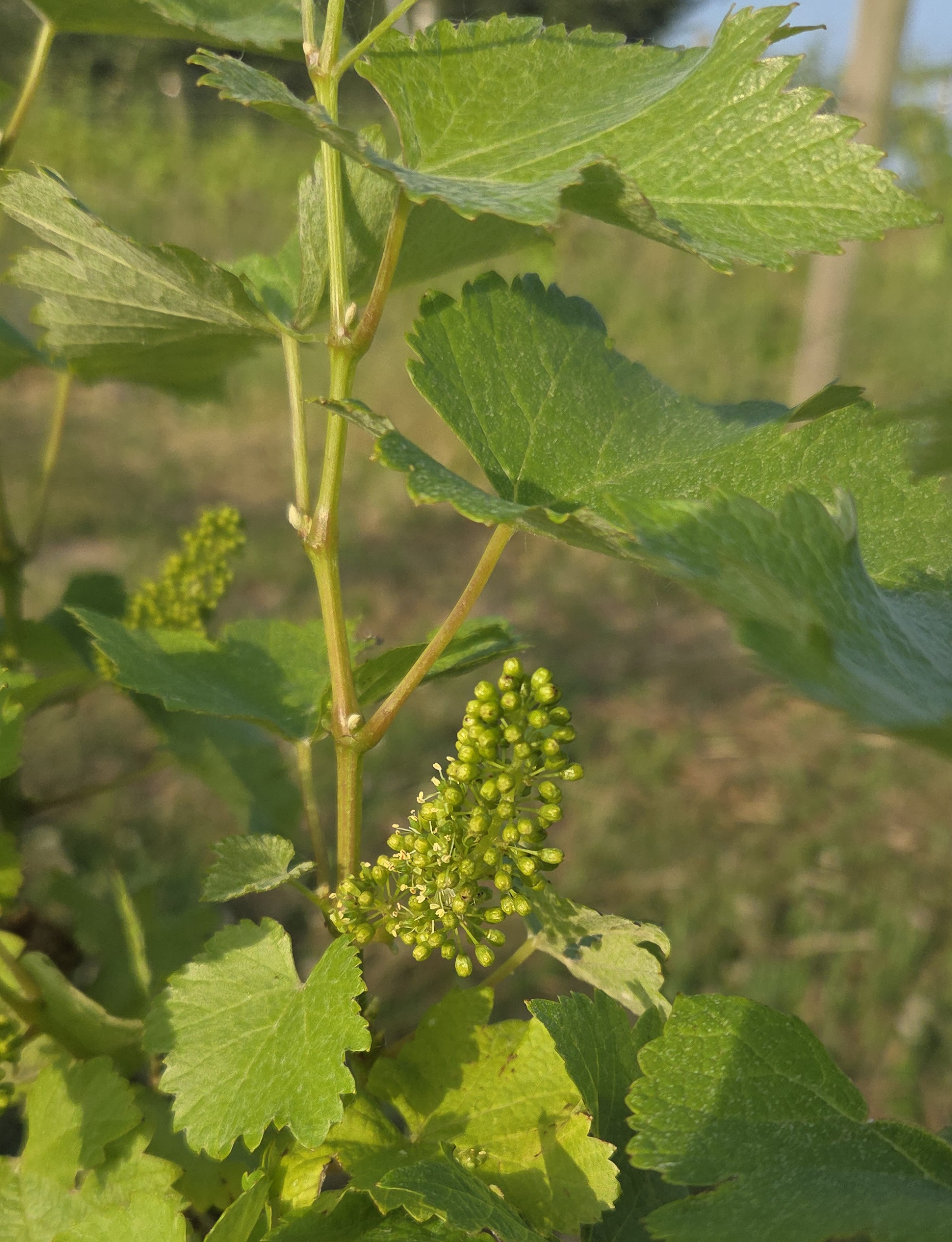 Sauvignon gris grapes.